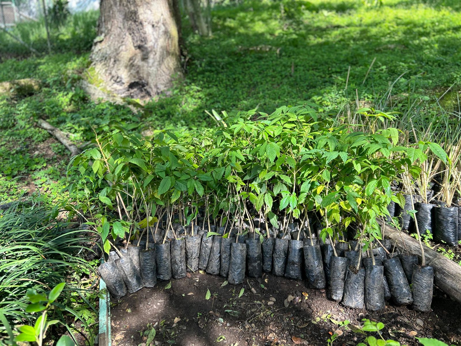 Corantioquia lidera la plantación de 40000 árboles en su jurisdicción