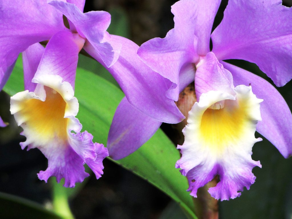 Orquídea nacional