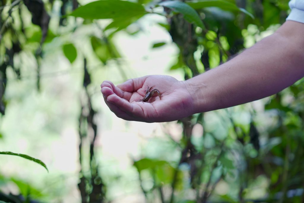 Corantioquia protege la vida de cangrejo de agua dulce