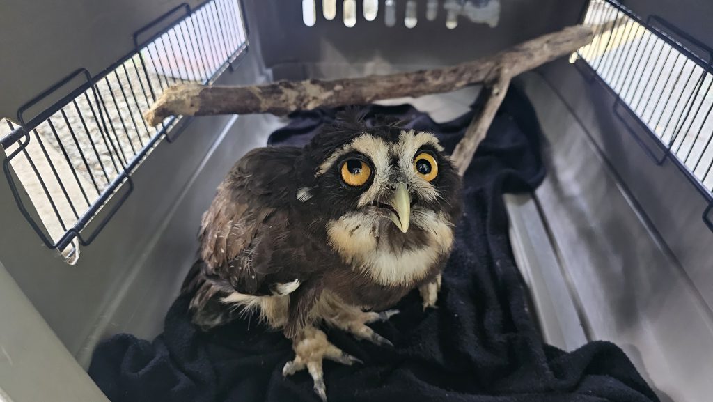 Rescate de Búho de Anteojos