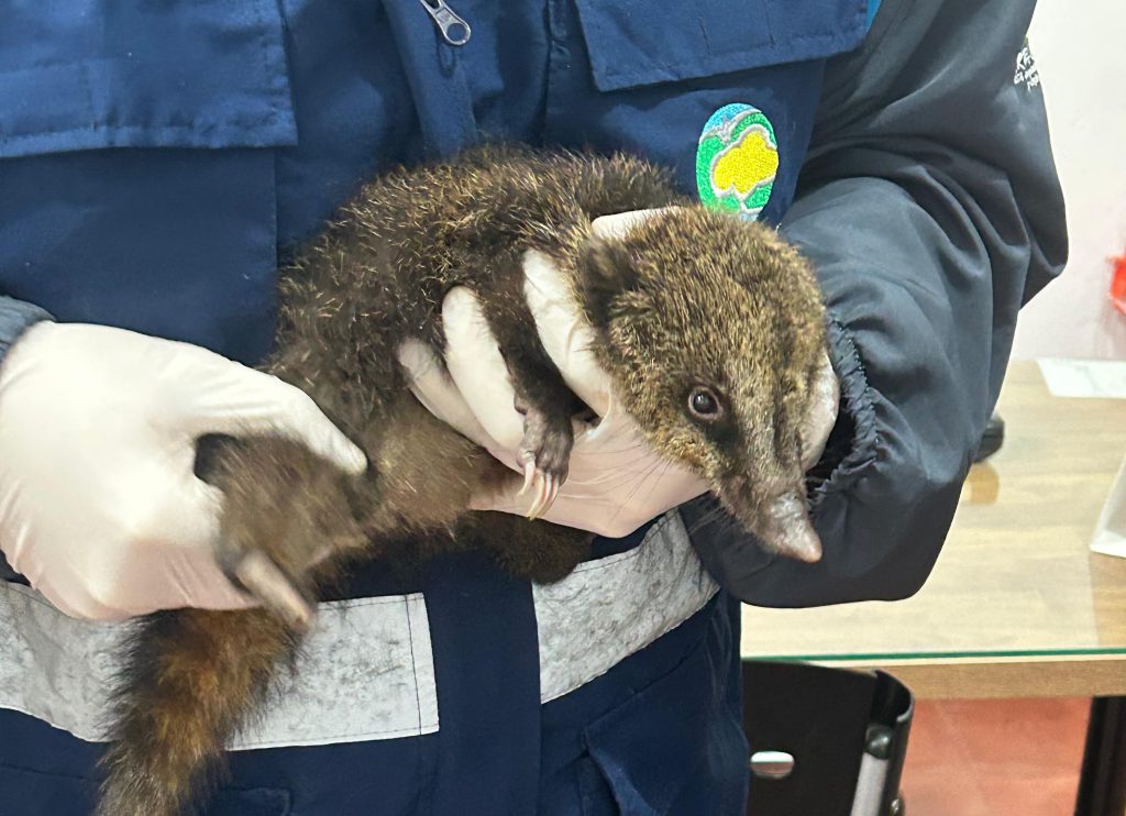 Coatí rescatado Vereda el Peñol de Entrerríos