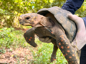 Tortuga liberada por Corantioquia