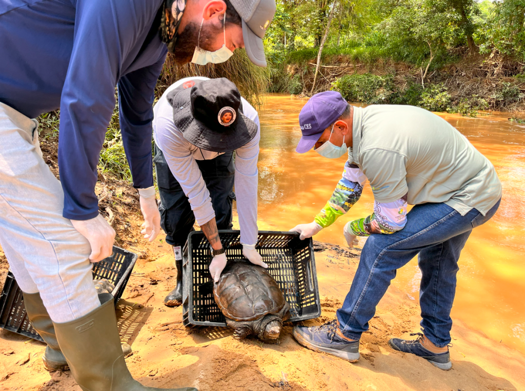 Tortuga Hicotea está devuelta en libertad por Corantioquia