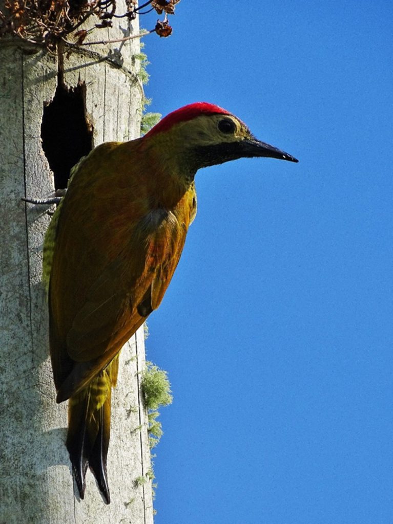 Carpintero buchipecoso (Colaptes punctigula)