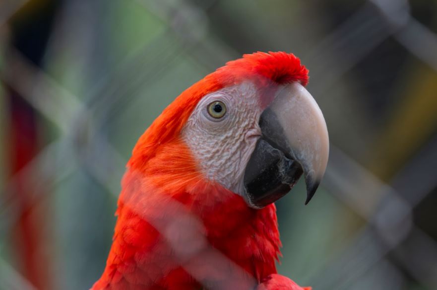 Animales de hogar de paso de Corantioquia