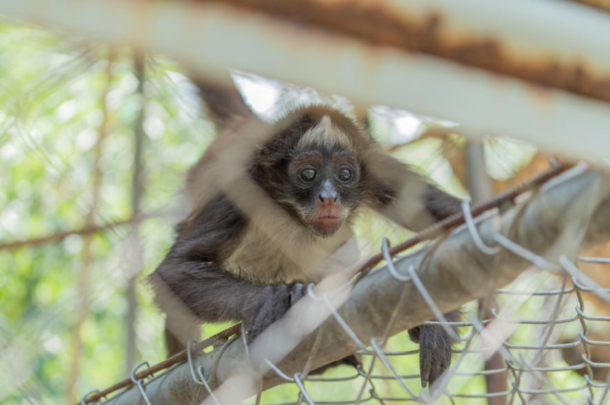 Animales de hogar de paso Corantioquia