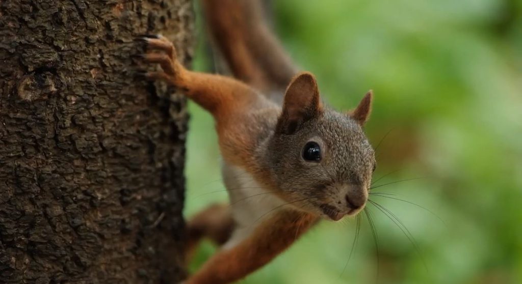 En los 80 municipios de Corantioquia se cuenta con tres especies de ardillas nativas