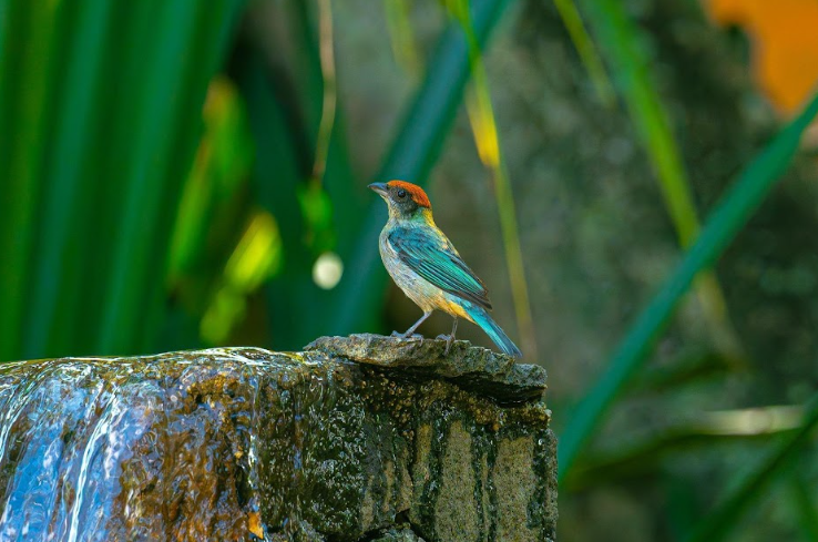 Aves liberadas corantioquia 2025