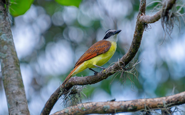 Aves en libertad Corantioquia