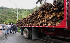 Corantioquia frena la comercialización de madera ilegal